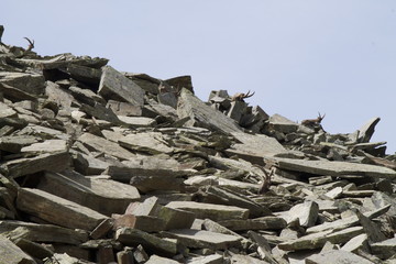 Obraz premium Stambecchi