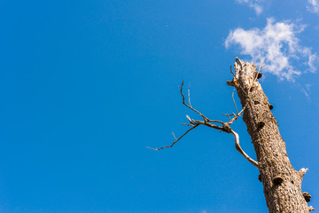 Trunk of the dead tree against the blue sky