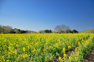 満開の菜の花