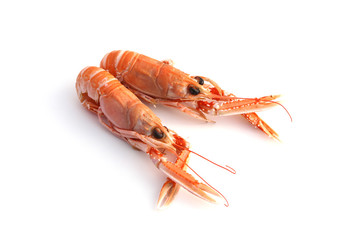 Langoustes