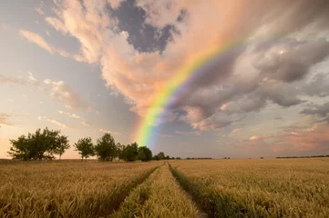 Photo sur Plexiglas Campagne colorful rainbow over the field 