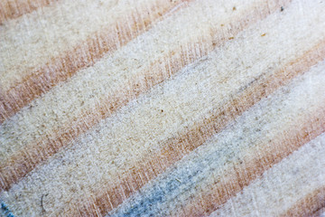 macro wood texture