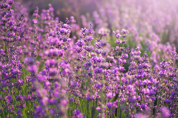 Fototapeta premium Lavender meadow