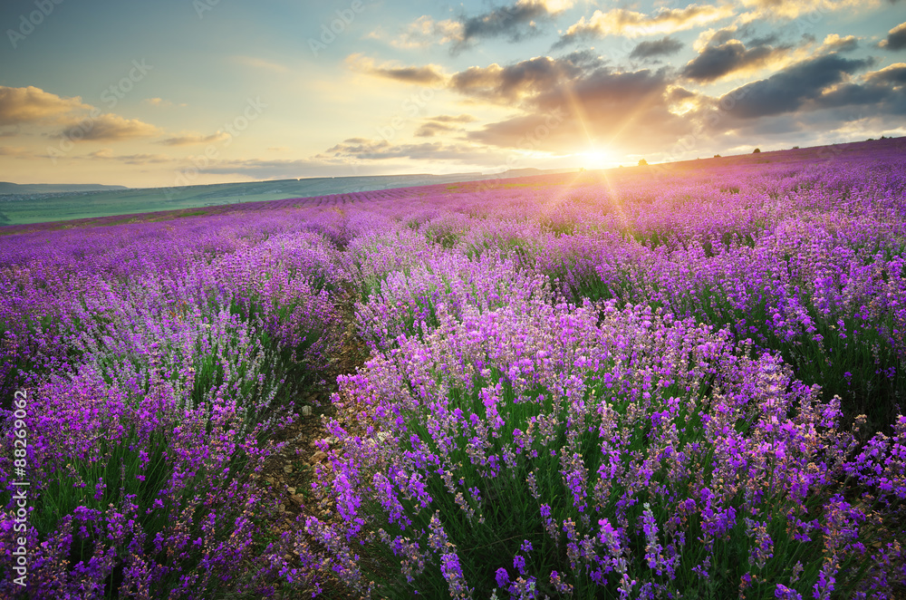 Wall mural Meadow of lavender.