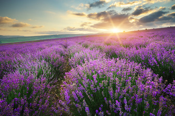 Meadow of lavender. - obrazy, fototapety, plakaty