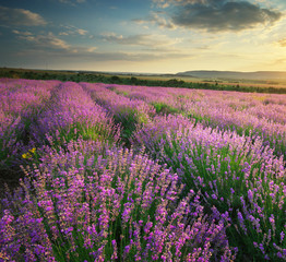 Fototapeta premium Lavender meadow