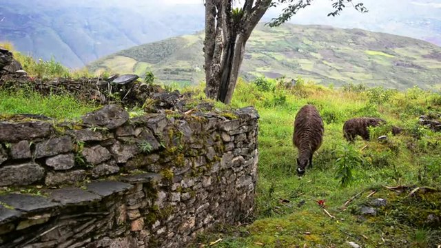 Two llamas at the ruins of Kuelap, Peru in fast motion