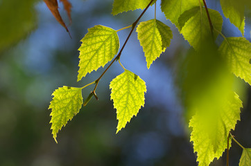 Leaf of birch