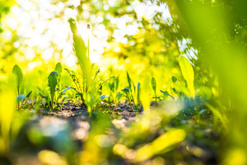 Obraz premium The sun's rays make their way through the grass. View from ground