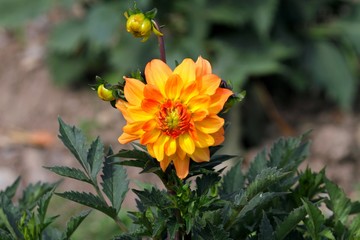 Dahlie in gelb-orange!