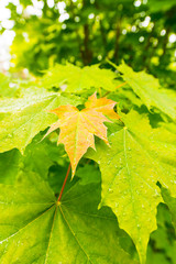 Wet maple leaves, close up view