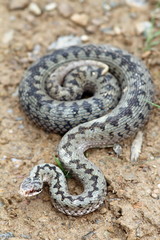 large beautiful female berus viper