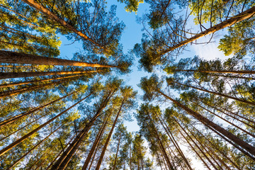 The trees in the pine forest against the blue sky