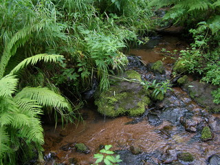 Ручей "Моховой"