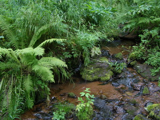 Ручей "Моховой"