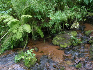 Ручей "Моховой"