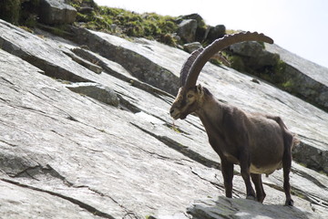 Stambecco