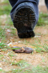 tourist risking to get bitten by adder