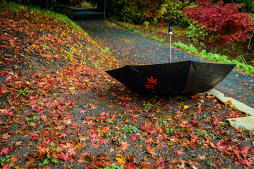 Umbrella upside down in autumn park