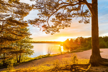 Fototapeta premium Sunset on a sandy beach in a pine forest near the village