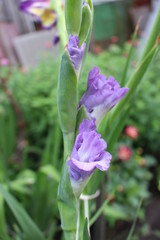 Fototapeta premium Гладиолус сиренево-белый