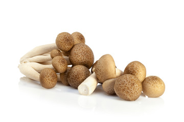 Fototapeta na wymiar shimeji mushrooms brown varieties