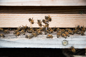 Bees at the entrance of the hive 1