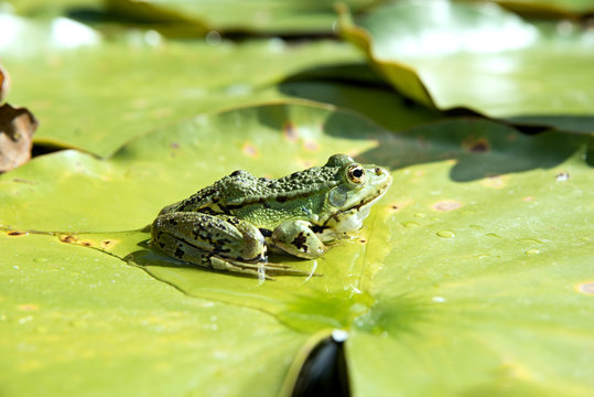 Little frog on the leaf of waterlily