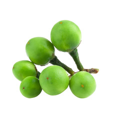 turkey berry isolated in white background