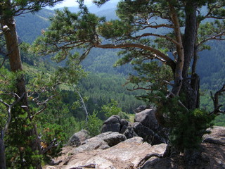 сосны на скалах © busary