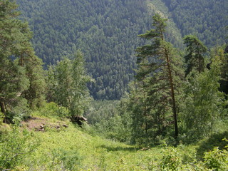 сосны на склоне © busary