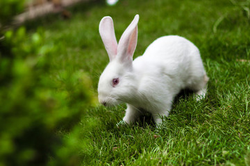 Rabbit on grass