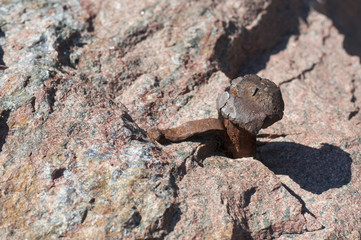 Rusty nail hammered in natural stone