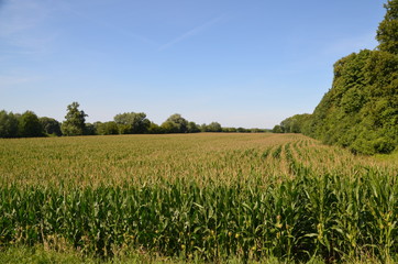 Maisfeld