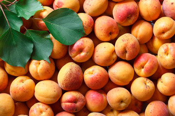 Whole orange apricots with red blush and leaves. Background from