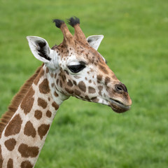 Young Giraffe headshot with green grass background. 