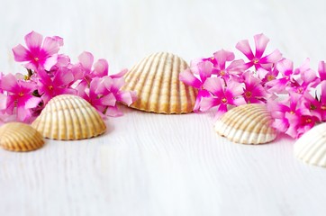 Zarte rosa Blüten mit Muscheln und  weißem Hintergrund