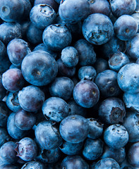 Freshly picked blueberries