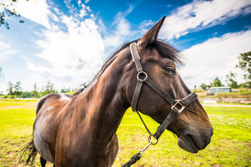 Fototapeta premium Thoroughbred horse close up in the front of the fortress
