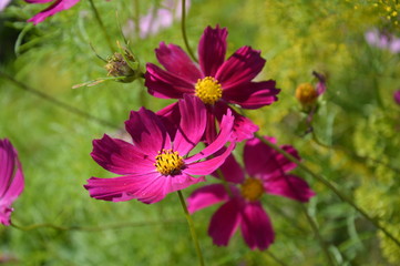 Наш сад летом