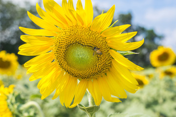 One bee flying nearby a sun flower.