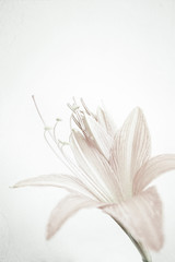 sweet color petal lily in soft color and blur style on mulberry paper texture for background
