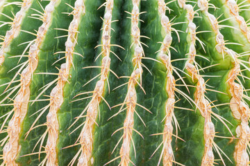 Ornamental Cactus Background