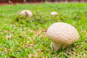 white mushroom on the grass in the garden
