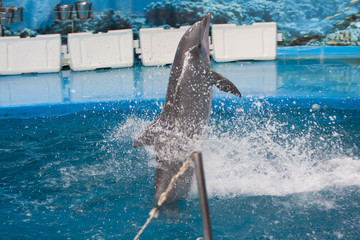 Delfin nadando sobre su aleta © davidnebot