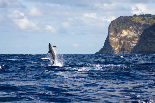 Dauphin long bec sautant