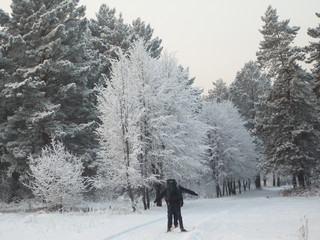 Кузбасс. Окрестности Зенково. Сосновый бор зимой