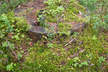 Nature forest background with green moss