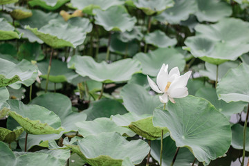 white lotus flower plants