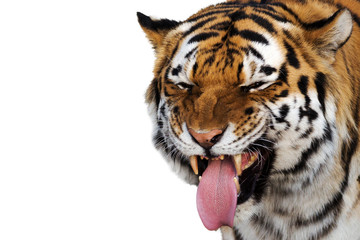 portrait of a tiger making a funny face
